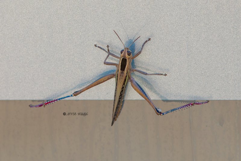 B65A6508-Pasteltraansprinkhaan-Eyprepocnemis-plorans-Lamenting-grasshopper-Prachtige-Tranenschrecke-Criquet-nageur_1