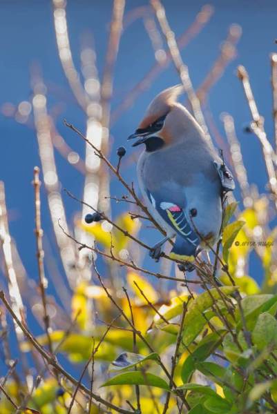 BR8A3648-Pestvogel-Bombycilla-garrulus-Bohemian-Waxwing-Seidenschwanz-Jaseur-boreal-Ampelis-europeo_1