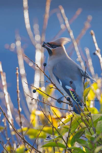 BR8A3650-Pestvogel-Bombycilla-garrulus-Bohemian-Waxwing-Seidenschwanz-Jaseur-boreal-Ampelis-europeo_1