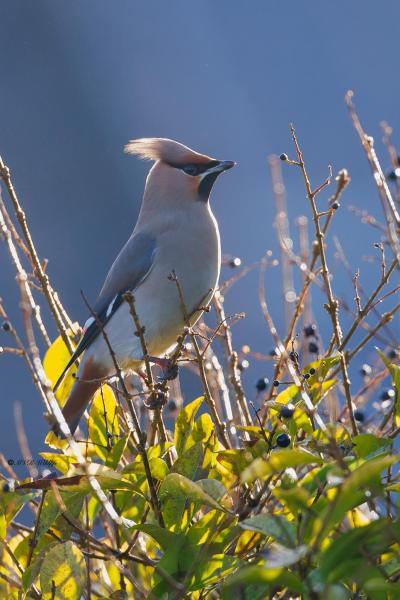 BR8A3677-Pestvogel-Bombycilla-garrulus-Bohemian-Waxwing-Seidenschwanz-Jaseur-boreal-Ampelis-europeo_1
