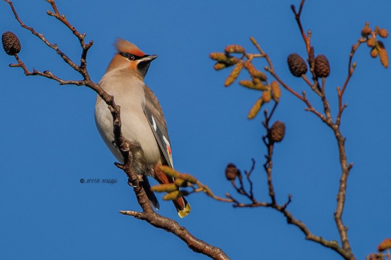 BR8A3683-Pestvogel-Bombycilla-garrulus-Bohemian-Waxwing-Seidenschwanz-Jaseur-boreal-Ampelis-europeo_1