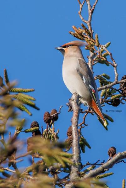 BR8A3696-Pestvogel-Bombycilla-garrulus-Bohemian-Waxwing-Seidenschwanz-Jaseur-boreal-Ampelis-europeo_1