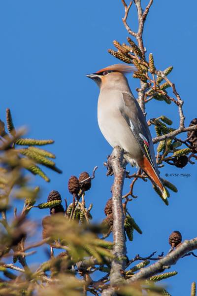 BR8A3696-Pestvogel-Bombycilla-garrulus-Bohemian-Waxwing-Seidenschwanz-Jaseur-boreal-Ampelis-europeo_1