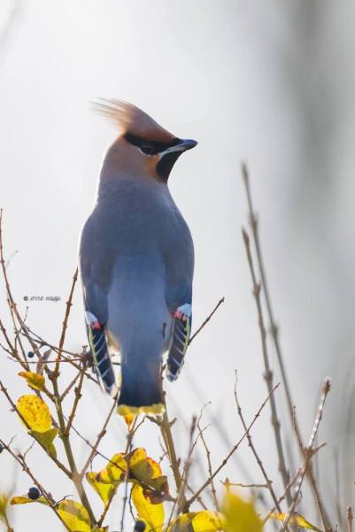 BR8A3765-Pestvogel-Bombycilla-garrulus-Bohemian-Waxwing-Seidenschwanz-Jaseur-boreal-Ampelis-europeo_1