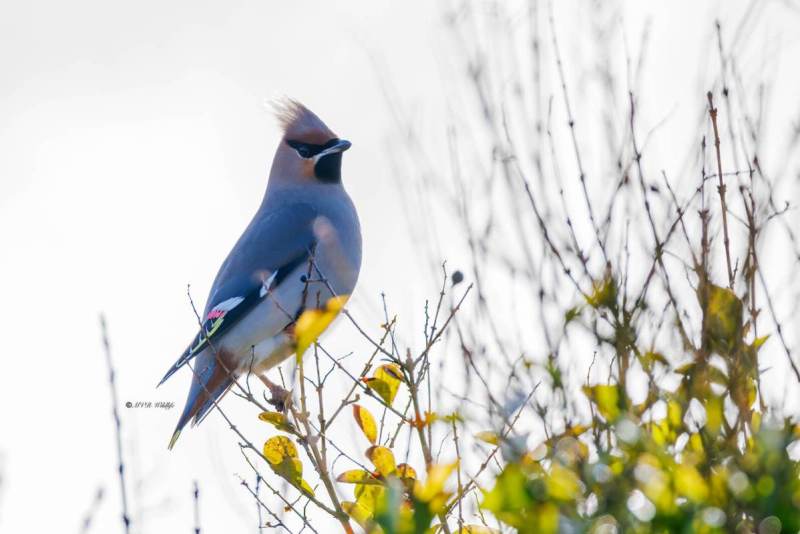 BR8A3769-Pestvogel-Bombycilla-garrulus-Bohemian-Waxwing-Seidenschwanz-Jaseur-boreal-Ampelis-europeo_1