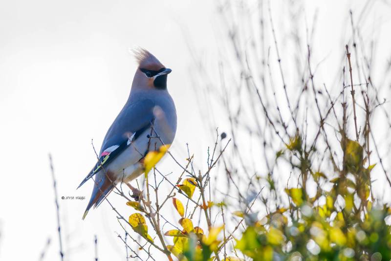 BR8A3769-Pestvogel-Bombycilla-garrulus-Bohemian-Waxwing-Seidenschwanz-Jaseur-boreal-Ampelis-europeo_1