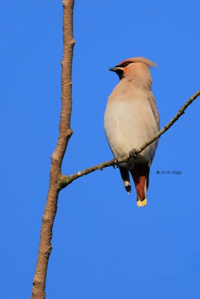 BR8A3856-Pestvogel-Bombycilla-garrulus-Bohemian-Waxwing-Seidenschwanz-Jaseur-boreal-Ampelis-europeo_1