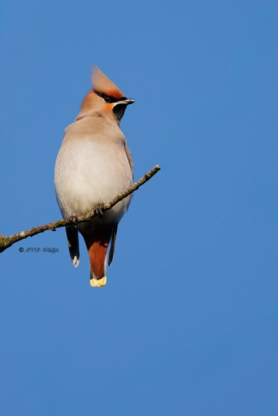BR8A3871-Pestvogel-Bombycilla-garrulus-Bohemian-Waxwing-Seidenschwanz-Jaseur-boreal-Ampelis-europeo_1