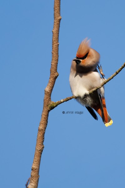 BR8A3890-Pestvogel-Bombycilla-garrulus-Bohemian-Waxwing-Seidenschwanz-Jaseur-boreal-Ampelis-europeo_1