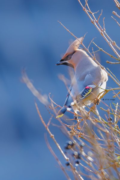 BR8A3974-Pestvogel-Bombycilla-garrulus-Bohemian-Waxwing-Seidenschwanz-Jaseur-boreal-Ampelis-europeo_1