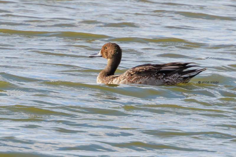 BR8A0498-Pijlstaart-Anas-acuta-Northern-Pintail-Spiesente-Canard-pilet-Anade-rabudo-norteno_1