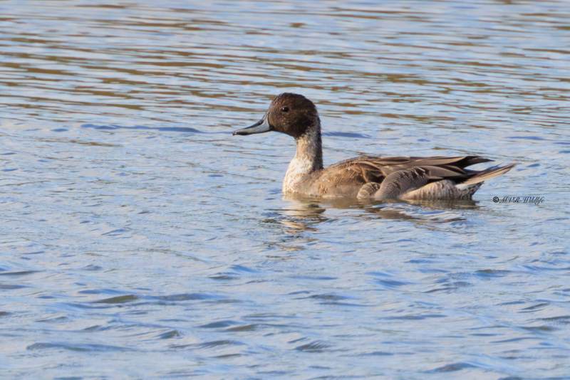 BR8A0624-Pijlstaart-Anas-acuta-Northern-Pintail-Spiesente-Canard-pilet-Anade-rabudo-norteno_1