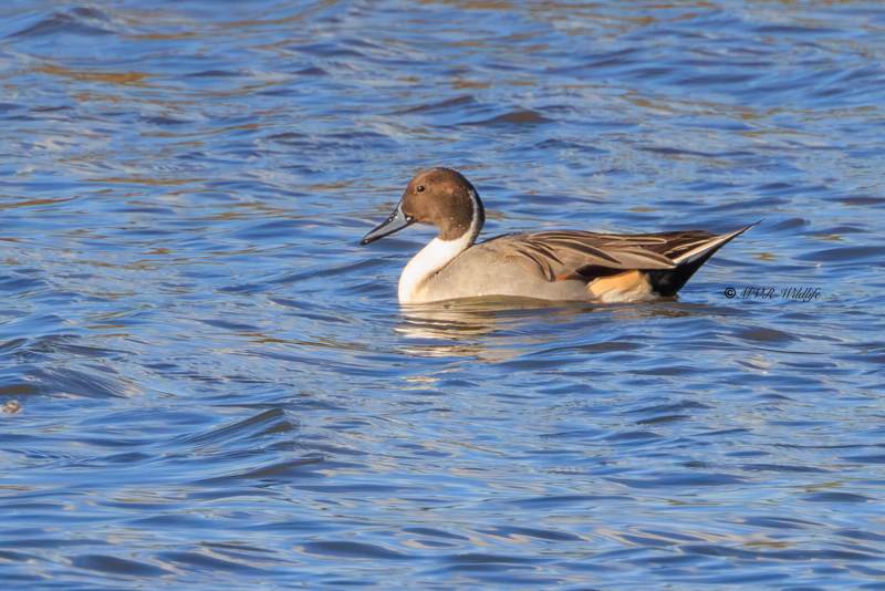 BR8A0652-Pijlstaart-Anas-acuta-Northern-Pintail-Spiesente-Canard-pilet-Anade-rabudo-norteno_1