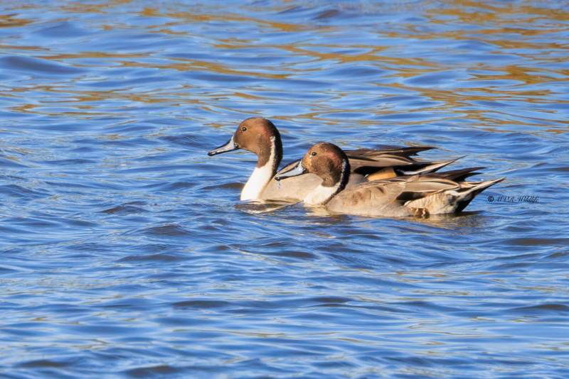 BR8A0696-Pijlstaart-Anas-acuta-Northern-Pintail-Spiesente-Canard-pilet-Anade-rabudo-norteno_1