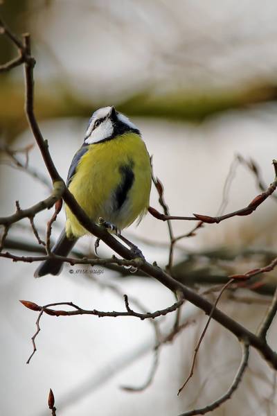 B65A2981-Pimpelmees-Blue-Tit-Blaumeise-Mesange-Bleue-Herrerillo-Comun_1_1