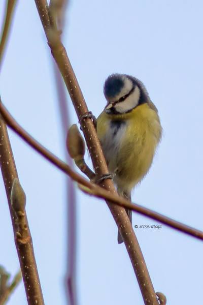 B65A6187-Pimpelmees-Blue-Tit-Blaumeise-Mesange-Bleue-Herrerillo-Comun_1_1