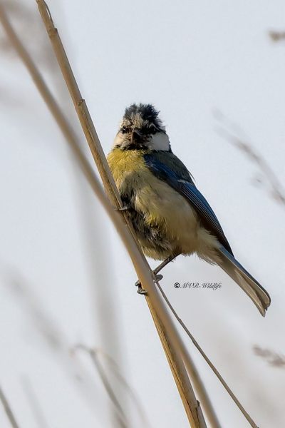 B65A8743-Pimpelmees-Blue-Tit-Blaumeise-Mesange-Bleue-Herrerillo-Comun_1_1
