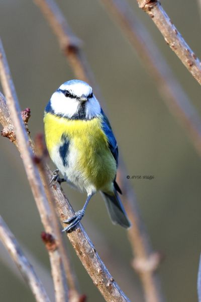 BR8A1495-Pimpelmees-Blue-Tit-Blaumeise-Mesange-Bleue-Herrerillo-Comun_1_1