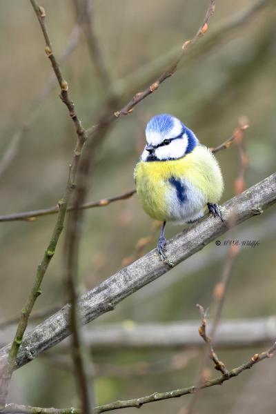 BR8A2355-Pimpelmees-Blue-Tit-Blaumeise-Mesange-Bleue-Herrerillo-Comun_1_1