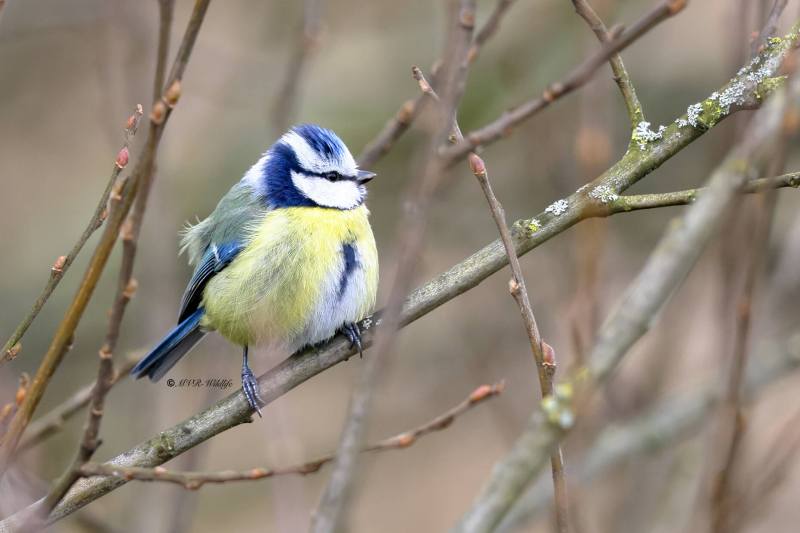 BR8A2361-Pimpelmees-Blue-Tit-Blaumeise-Mesange-Bleue-Herrerillo-Comun_1_1