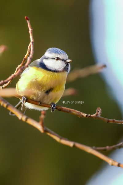 BR8A5451-Pimpelmees-Blue-Tit-Blaumeise-Mesange-Bleue-Herrerillo-Comun_1_1
