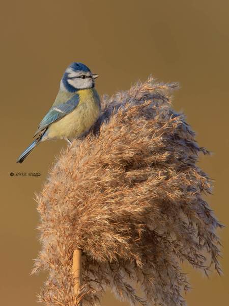 BR8A5704-Pimpelmees-Blue-Tit-Blaumeise-Mesange-Bleue-Herrerillo-Comun_1_1
