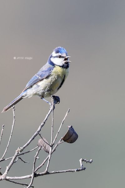BR8A8751-Pimpelmees-Blue-Tit-Blaumeise-Mesange-Bleue-Herrerillo-Comun_1_1