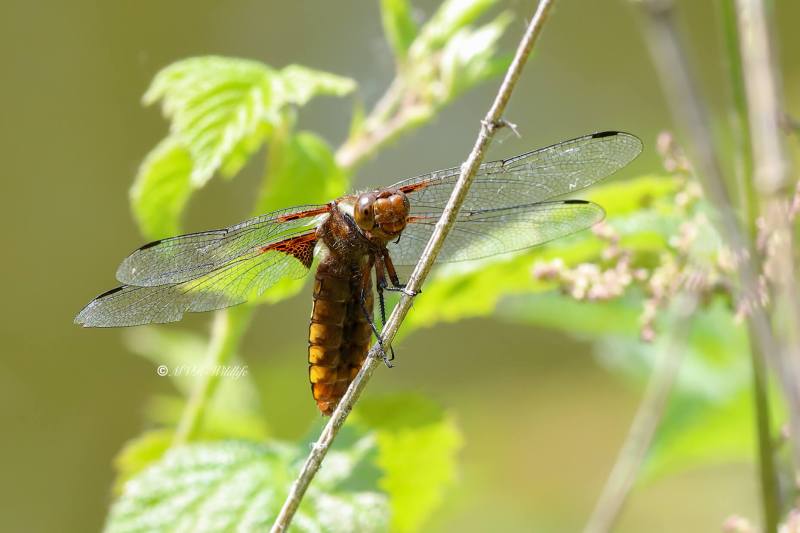 B65A0362-Platbuik-Libellula-Depressa-Broad-bodied-Chaser-Platbauch-Libellule-deprimee_1