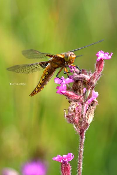 B65A4276-Platbuik-Libellula-Depressa-Broad-bodied-Chaser-Platbauch-Libellule-deprimee_1