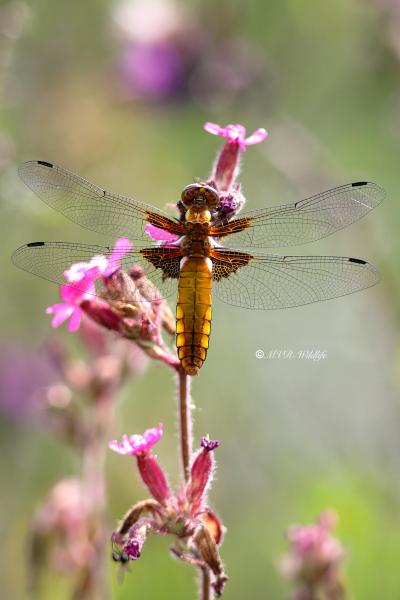 B65A4291-Platbuik-Libellula-Depressa-Broad-bodied-Chaser-Platbauch-Libellule-deprimee_1