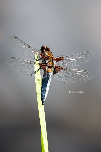 B65A9835-Platbuik-Libellula-Depressa-Broad-bodied-Chaser-Platbauch-Libellule-deprimee_1
