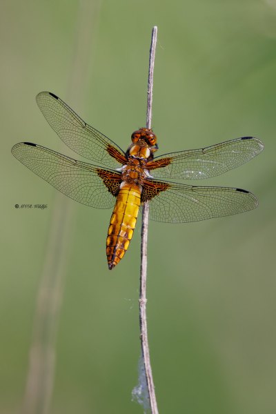 BR8A2002-Platbuik-Libellula-Depressa-Broad-bodied-Chaser-Platbauch-Libellule-deprimee_1