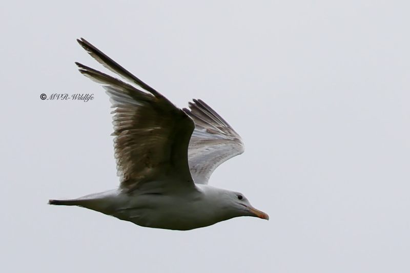 BR8A5458-Pontische-Meeuw-Pontic-Gull-Steppenmowe-Goeland-pontique-Gaviota-del-Caspio_1