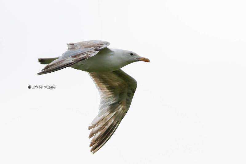 BR8A5459-Pontische-Meeuw-Pontic-Gull-Steppenmowe-Goeland-pontique-Gaviota-del-Caspio_1