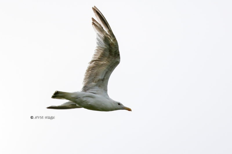 BR8A5466-Pontische-Meeuw-Pontic-Gull-Steppenmowe-Goeland-pontique-Gaviota-del-Caspio