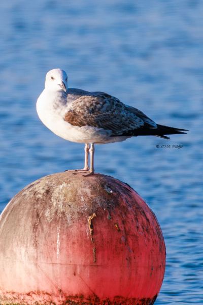 BR8A9902-Pontische-Meeuw-Pontic-Gull-Steppenmowe-Goeland-pontique-Gaviota-del-Caspio_1