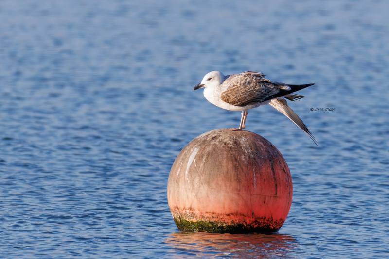 BR8A9905-Pontische-Meeuw-Pontic-Gull-Steppenmowe-Goeland-pontique-Gaviota-del-Caspio_1