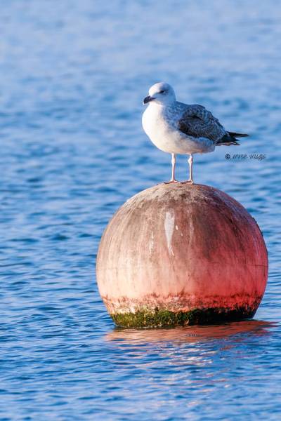 BR8A9911-Pontische-Meeuw-Pontic-Gull-Steppenmowe-Goeland-pontique-Gaviota-del-Caspio_1