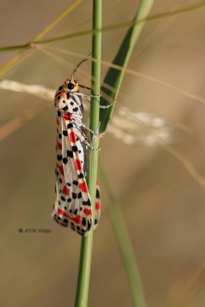 B65A5676-Prachtbeer-Utetheisa-pulchella-Crimson-Speckled-Harlekinbar-Punktbar-Prunkbar-Gentille-Palomita-arlequin_1