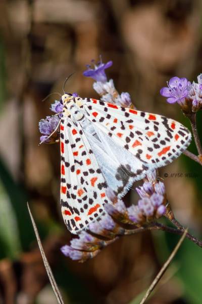 B65A6342-Prachtbeer-Utetheisa-pulchella-Crimson-Speckled-Harlekinbar-Punktbar-Prunkbar-Gentille-Palomita-arlequin_1