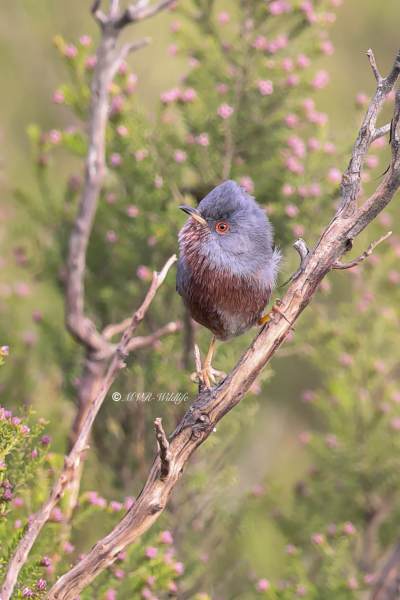 BR8A4480-Provencaalse-Grasmus-Curruca-undata-Dartford-Warbler-Provencegrasmucke-Fauvette-pitchou-Curruca-rabilarga_1