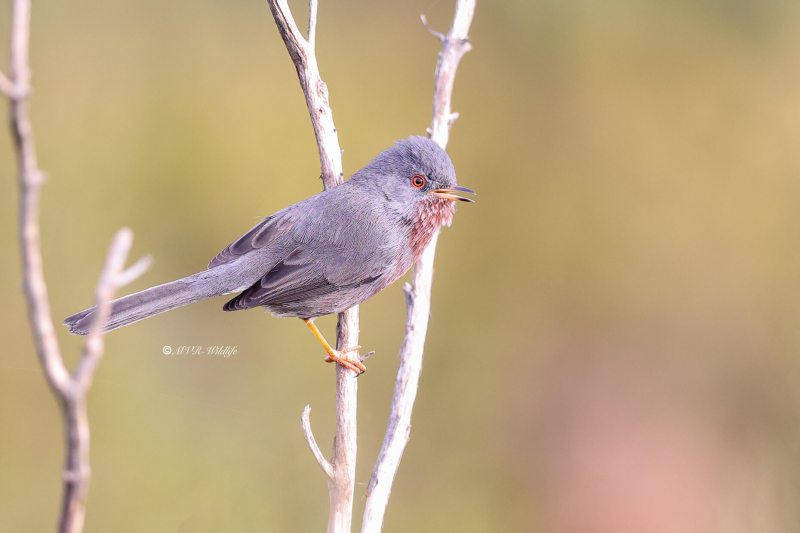 BR8A4517-Provencaalse-Grasmus-Curruca-undata-Dartford-Warbler-Provencegrasmucke-Fauvette-pitchou-Curruca-rabilarga_1