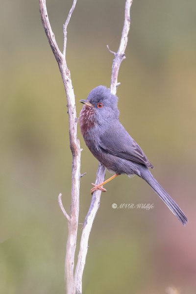BR8A4525-Provencaalse-Grasmus-Curruca-undata-Dartford-Warbler-Provencegrasmucke-Fauvette-pitchou-Curruca-rabilarga_1