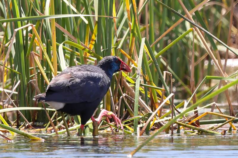 BR8A5821-Purperkoet-Porphyrio-porphyrio-Western-Swamphen-Purpurhuhn-Taleve-sultane-Calamon-comun_1