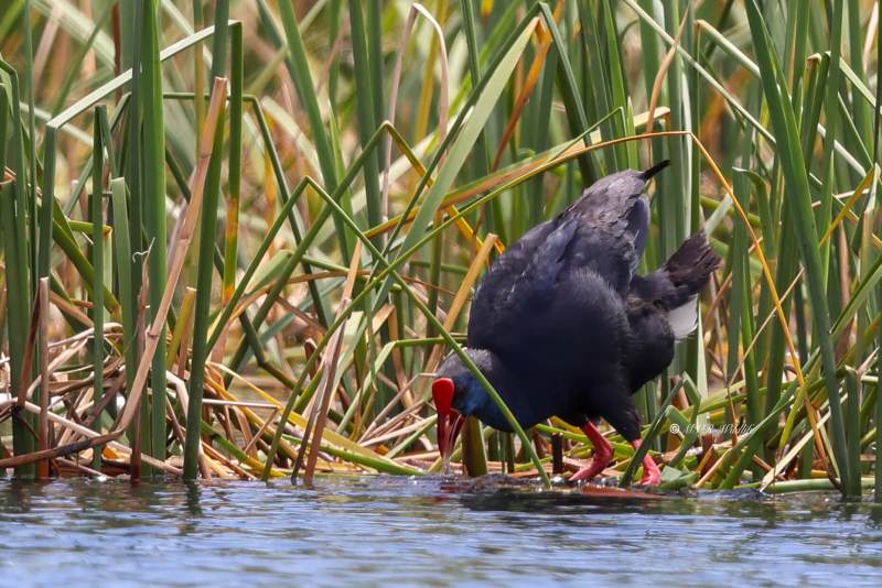 BR8A5920-Purperkoet-Porphyrio-porphyrio-Western-Swamphen-Purpurhuhn-Taleve-sultane-Calamon-comun_1
