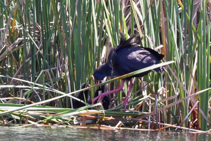 BR8A6212-Purperkoet-Porphyrio-porphyrio-Western-Swamphen-Purpurhuhn-Taleve-sultane-Calamon-comun_1