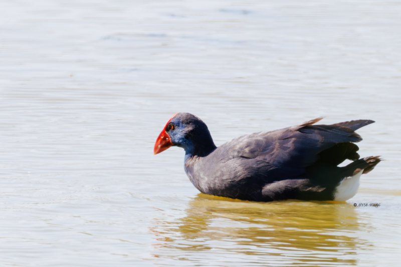 BR8A7289-Purperkoet-Porphyrio-porphyrio-Western-Swamphen-Purpurhuhn-Taleve-sultane-Calamon-comun_1