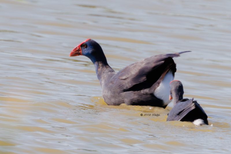 BR8A7389-Purperkoet-Porphyrio-porphyrio-Western-Swamphen-Purpurhuhn-Taleve-sultane-Calamon-comun_1