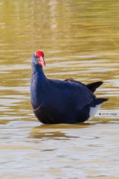 BR8A7409-Purperkoet-Porphyrio-porphyrio-Western-Swamphen-Purpurhuhn-Taleve-sultane-Calamon-comun_1