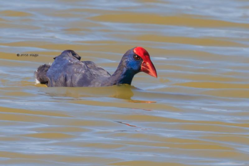 BR8A7417-Purperkoet-Porphyrio-porphyrio-Western-Swamphen-Purpurhuhn-Taleve-sultane-Calamon-comun_1